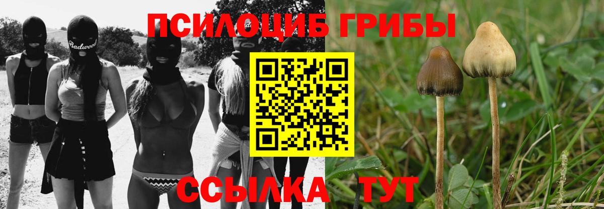 Псилоцибиновые грибы Psilocybe Асино